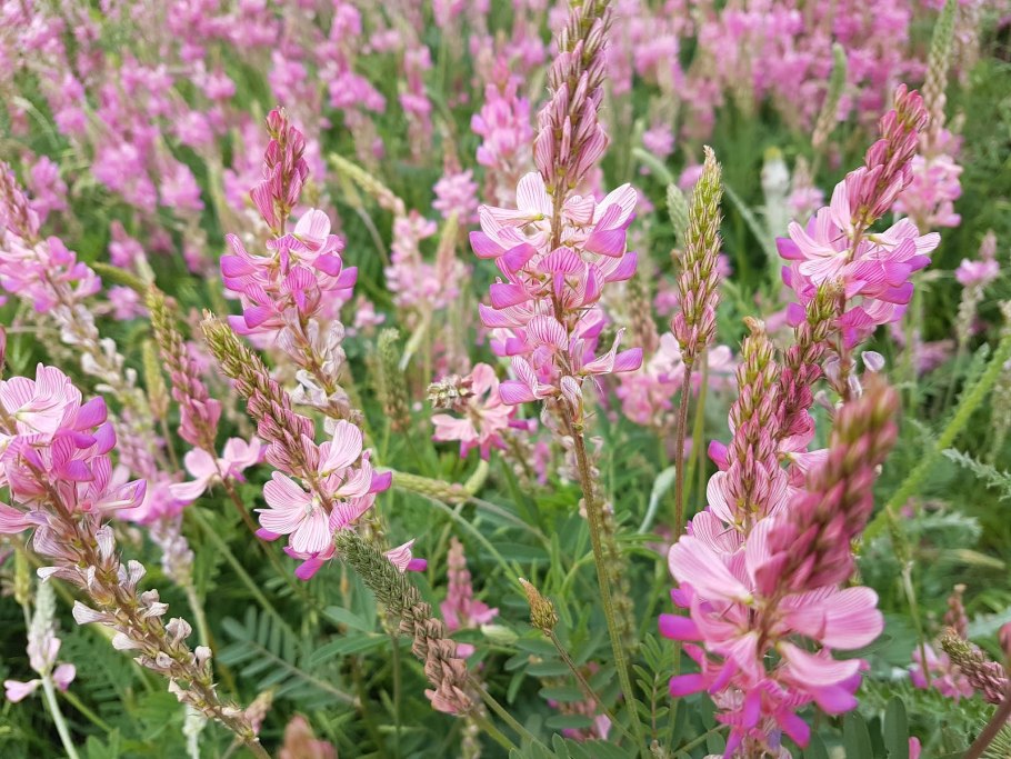 Эспарцет посевной