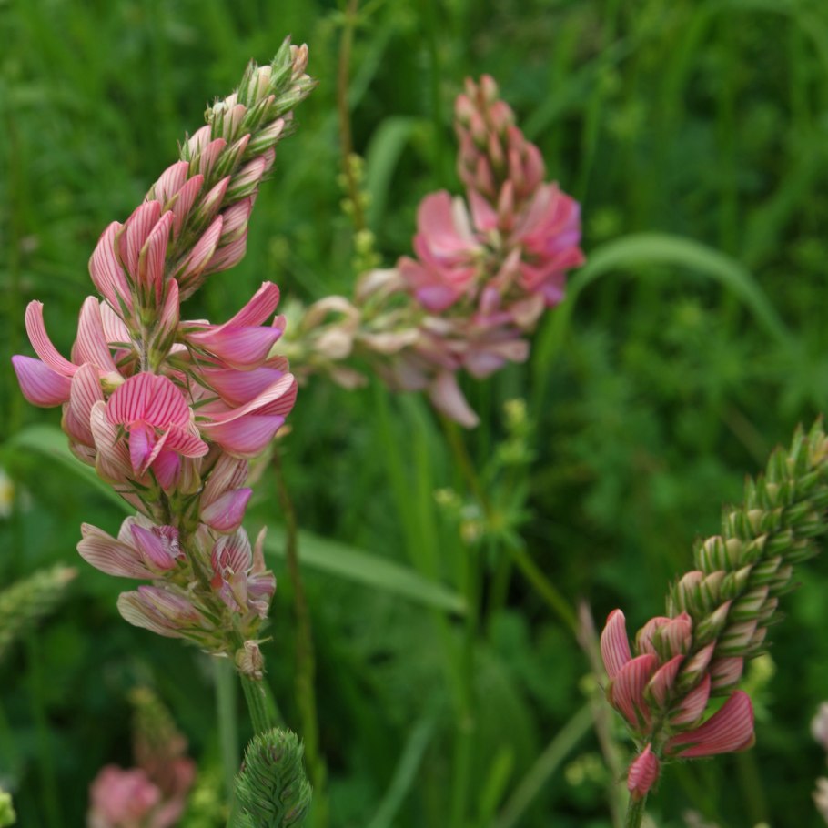 Эспарцет виколистный