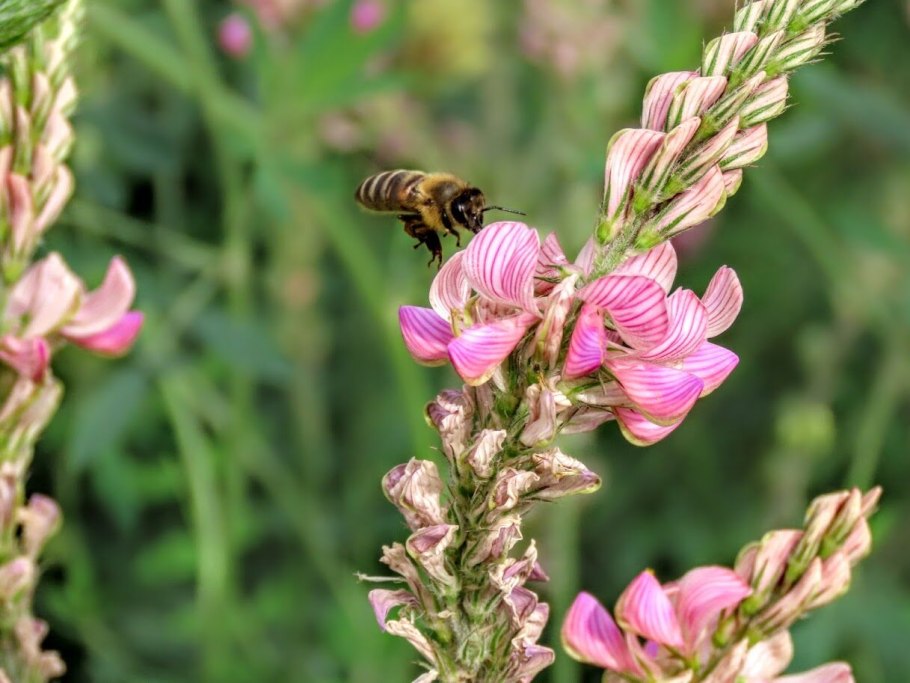 Эспарцет яйлинский