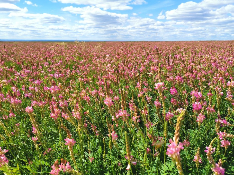 Эспарцет песчаный Onobrychis arenaria