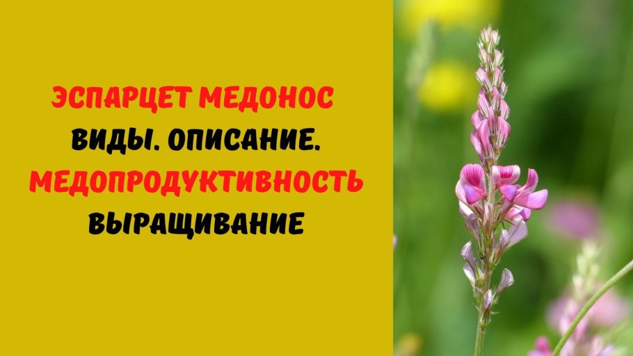 Эспарцет песчаный корень