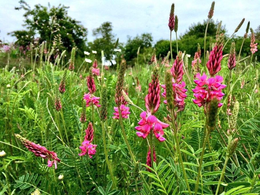 Эспарцет песчаный Onobrychis arenaria