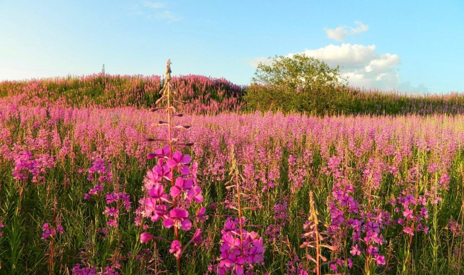 Эспарцет виколистный