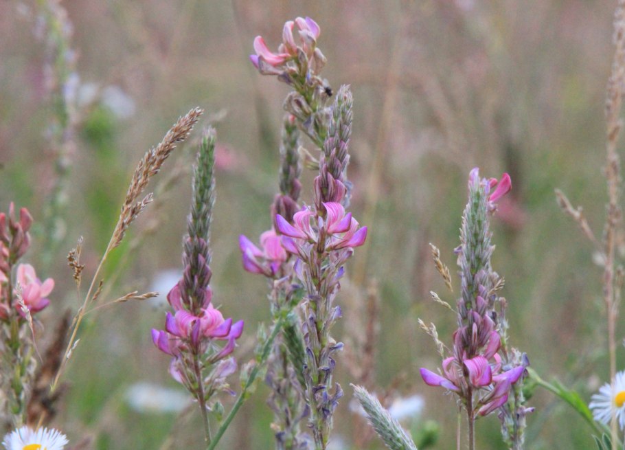 Люцерна и эспарцет
