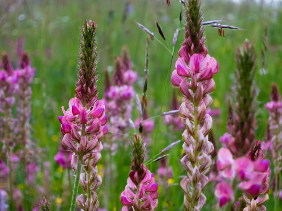Onobrychis micrantha