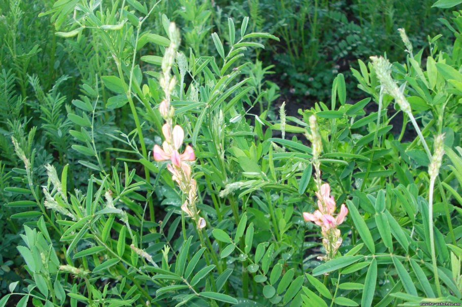 Эспарцет белый