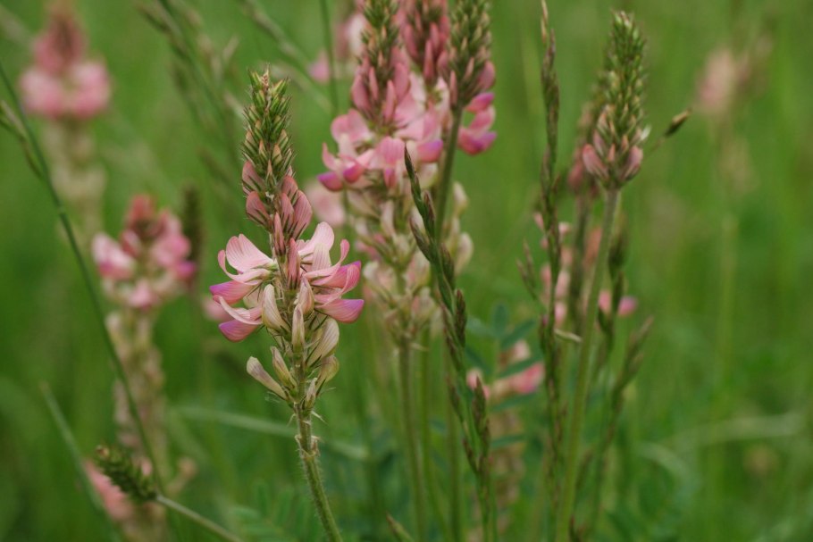 Растения медоносы книга