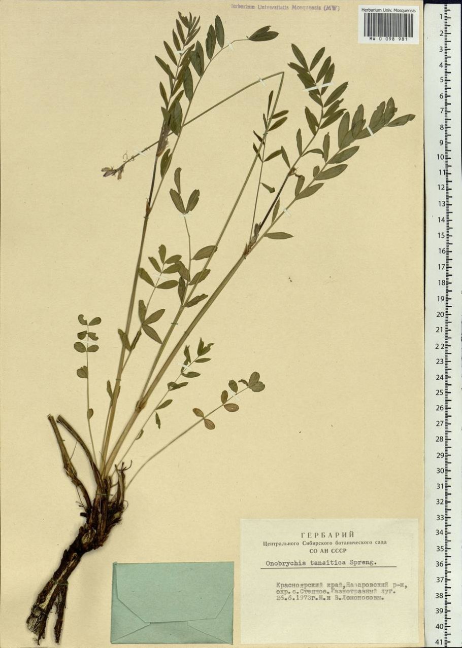 Эспарцет песчаный 1251