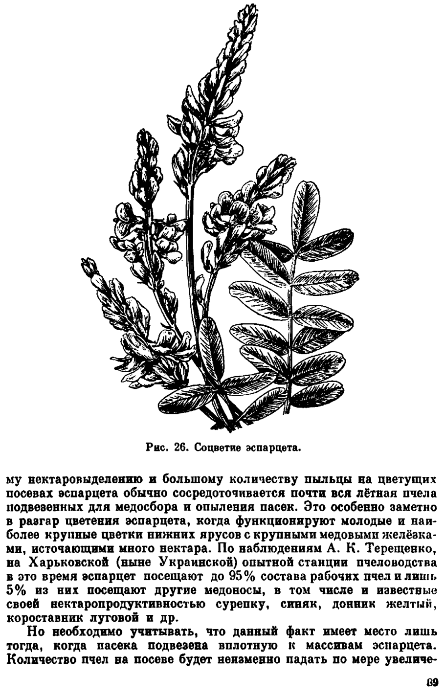 Эспарцет песчаный