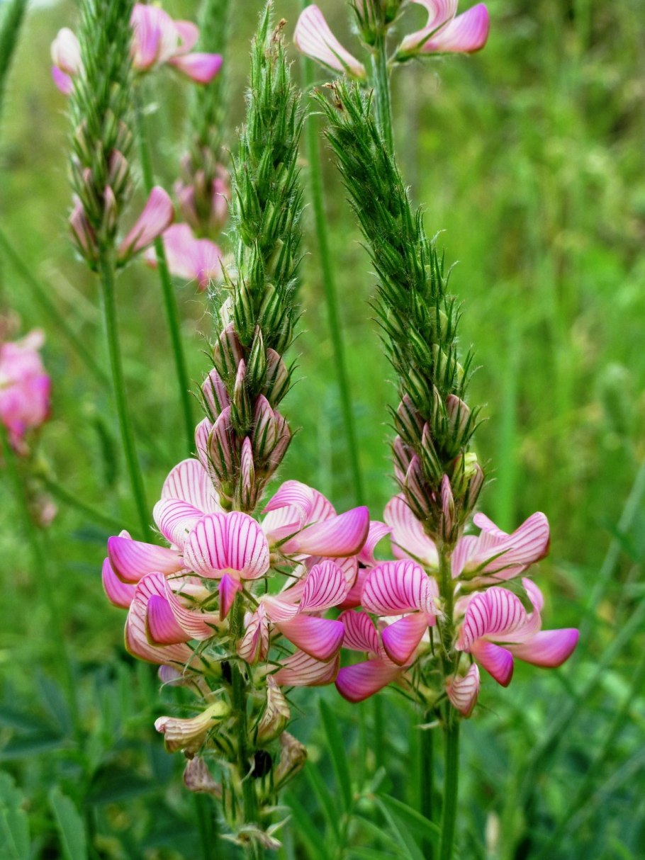 Эспарцет виколистный