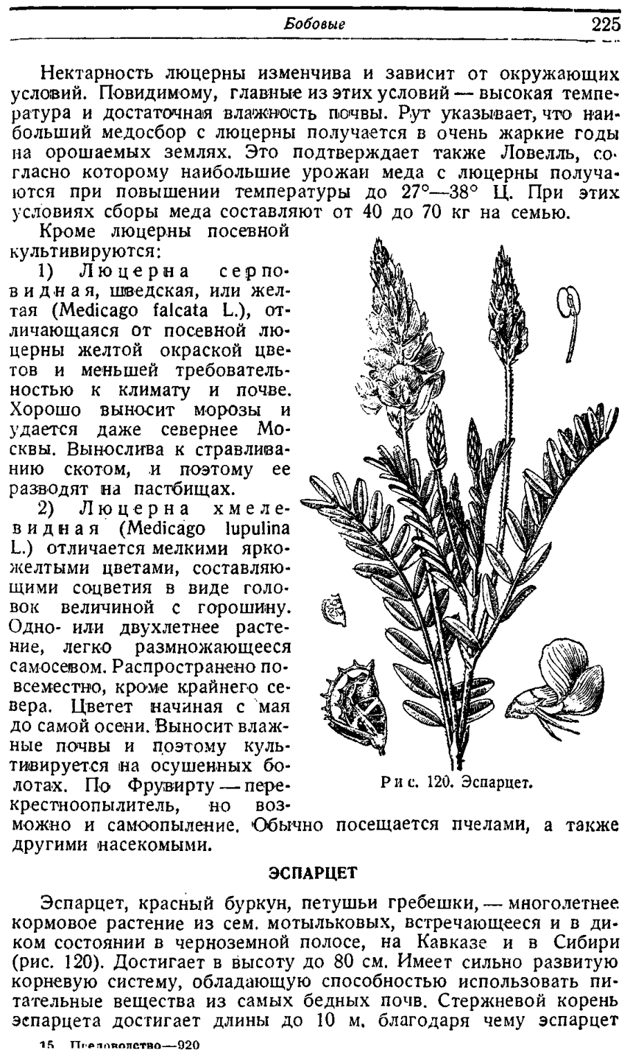 Эспарцет виколистный