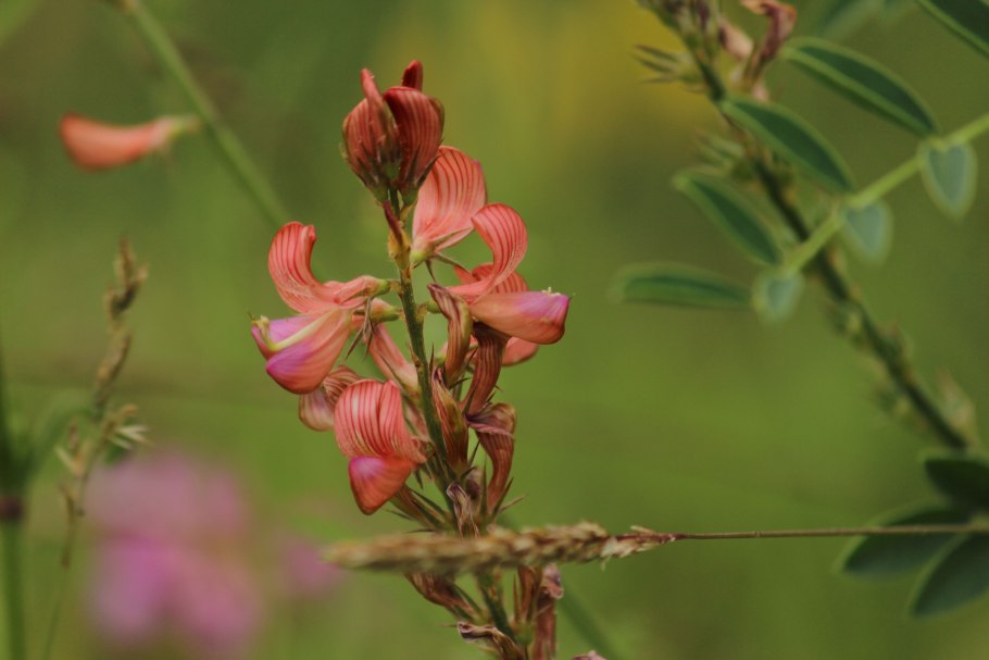 Краснокнижные растения степи Кубани
