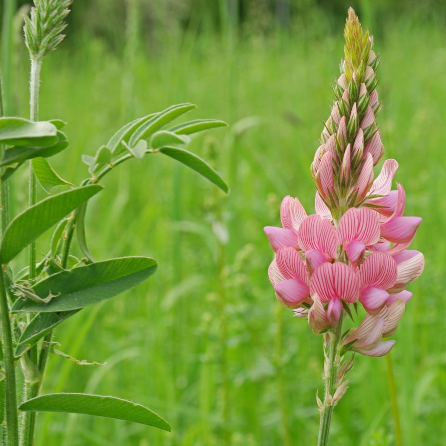Эспарцет виколистный семена