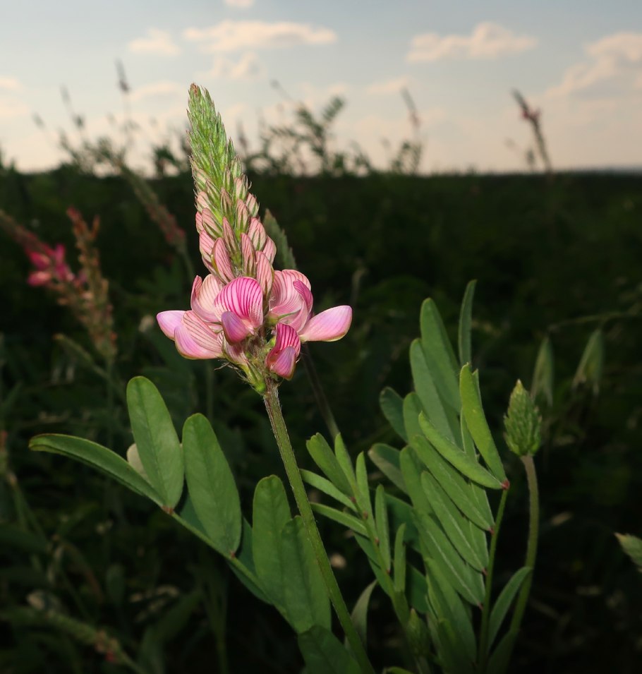Астрагал эспарцетовый (Astragalus Onobrychis)