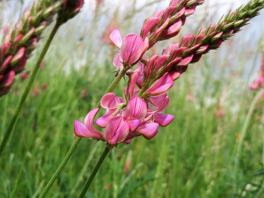 Эспарцет трава семена