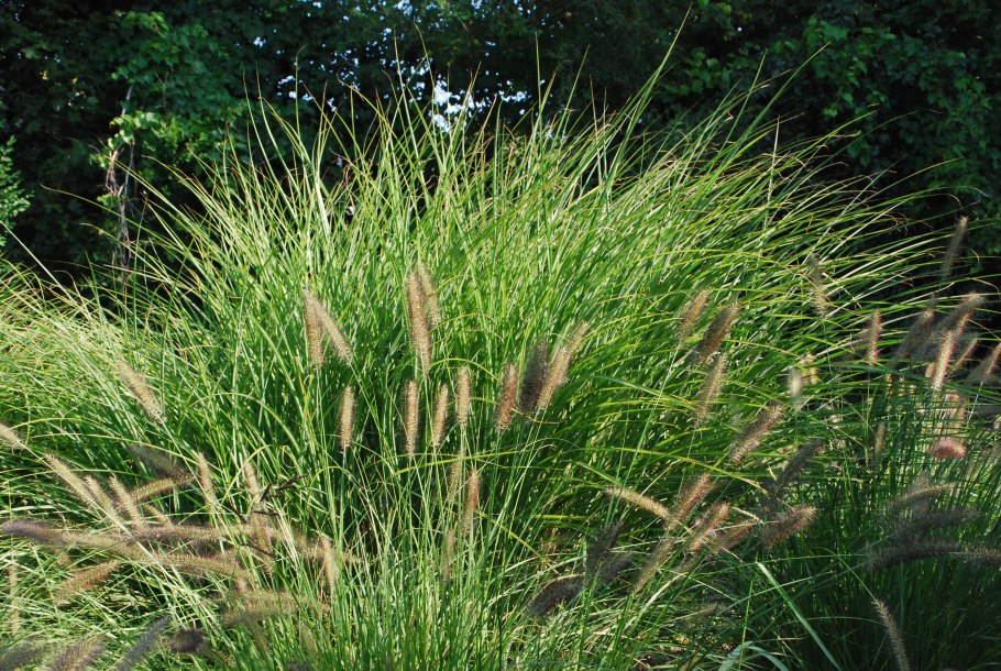 Carex eburnea
