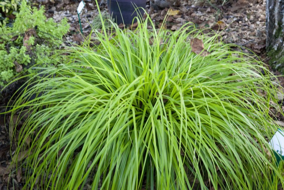Осока Carex Evergold