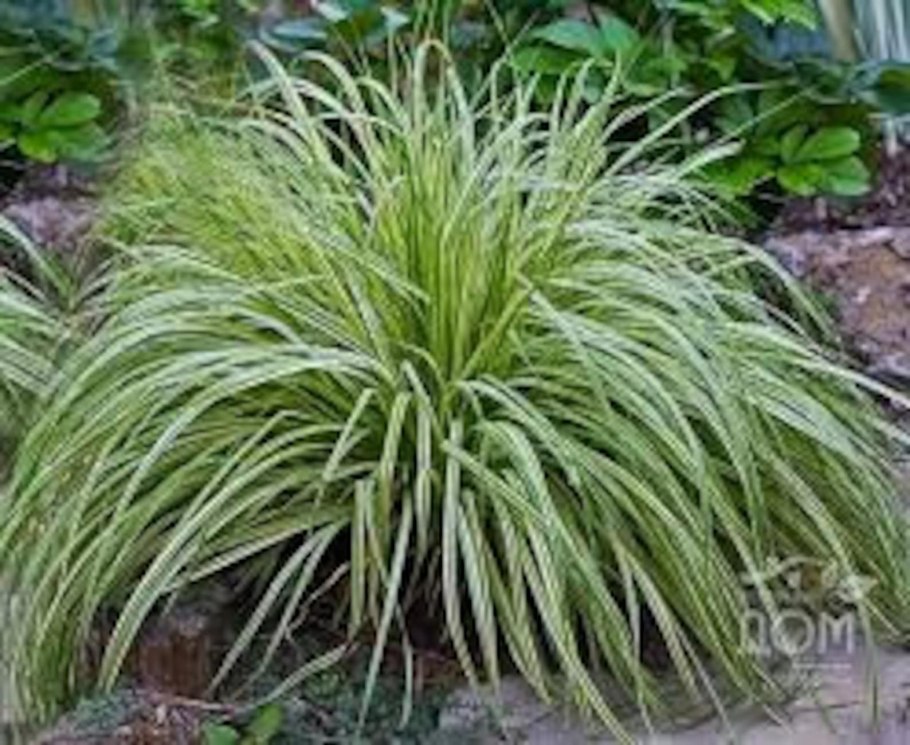 Осока высокая Ауреа