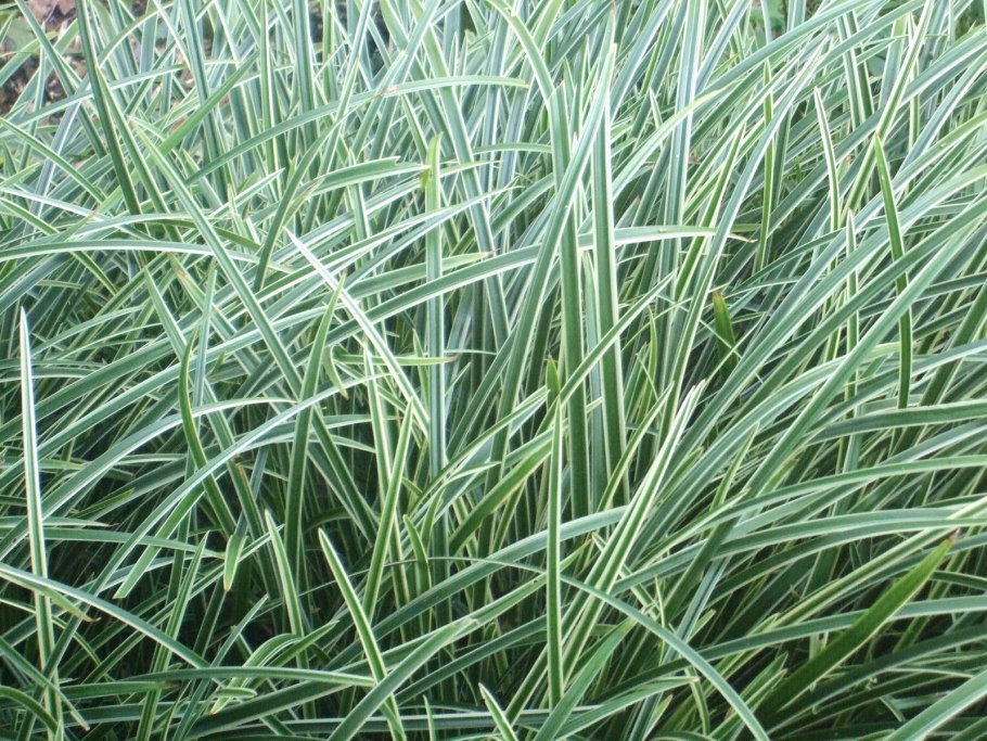 Осот и Осока