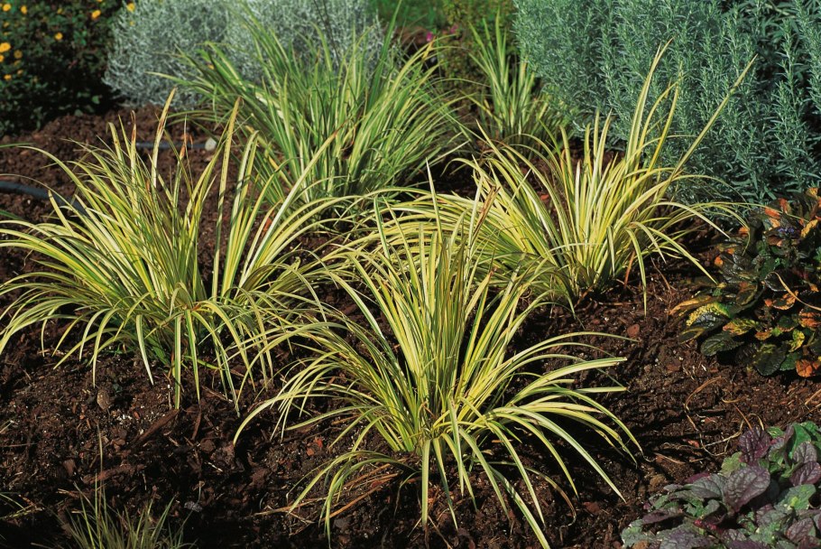 Осока Горная Carex Montana