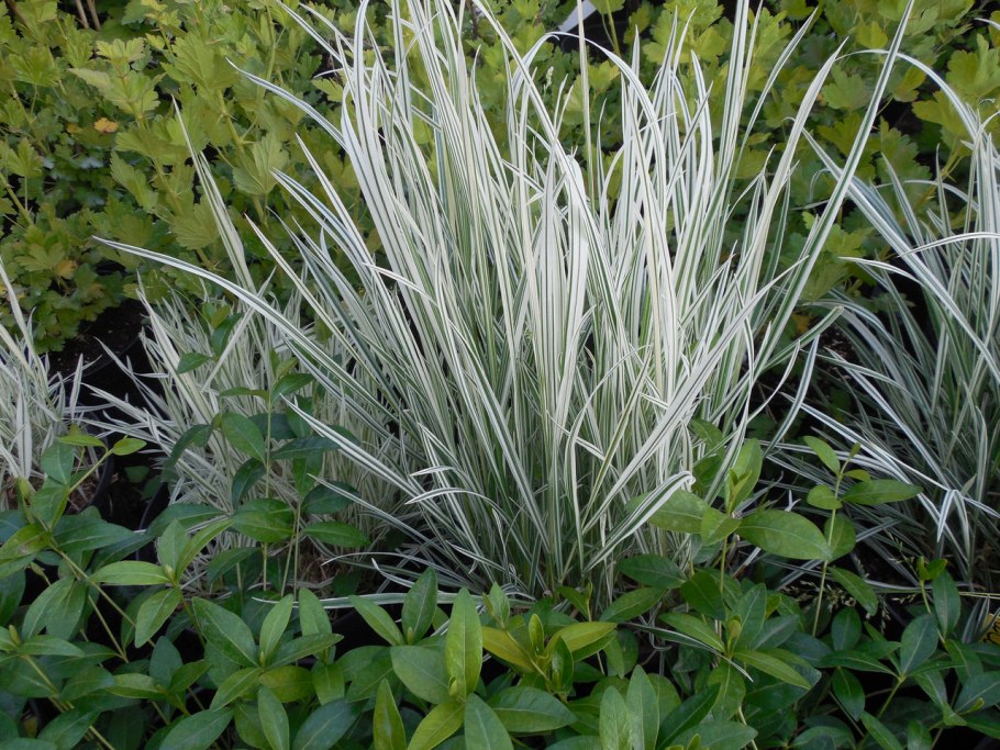 Осока охименская "MAXIGOLD"