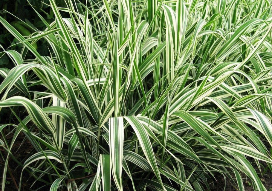 Осока метельчатая Monet