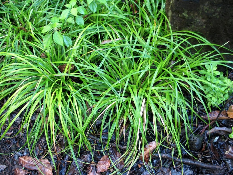 Осока Морроу (Carex morrowii 'variegata) р9