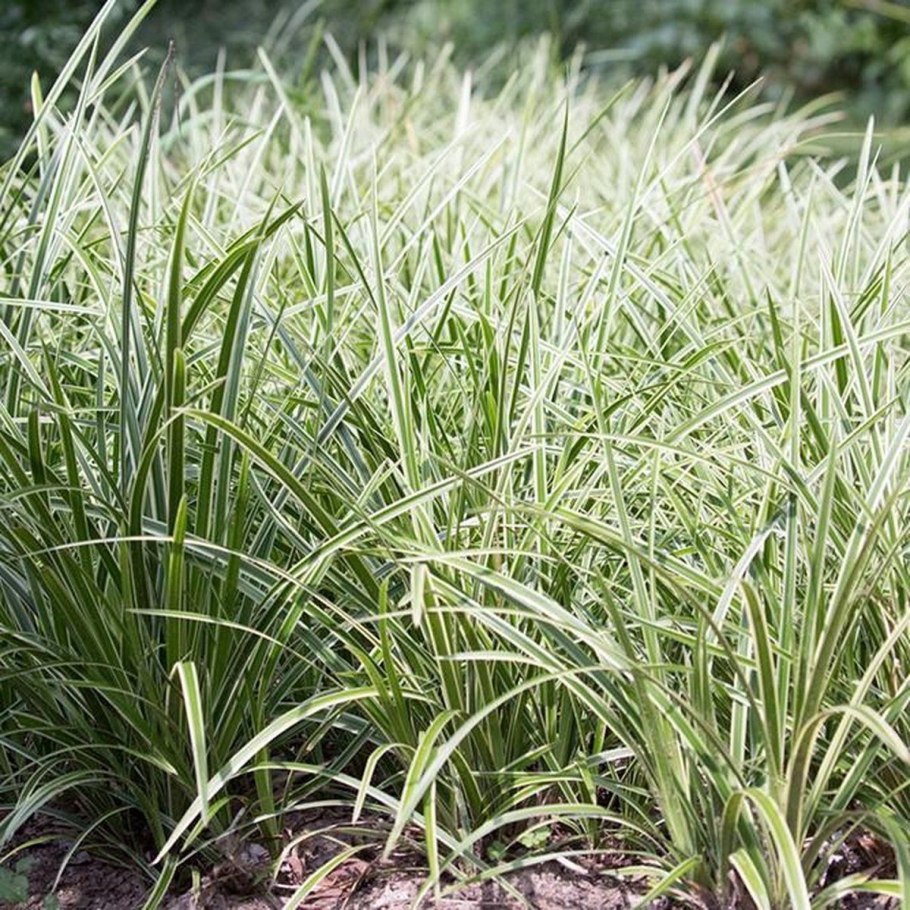 Осока айс данс