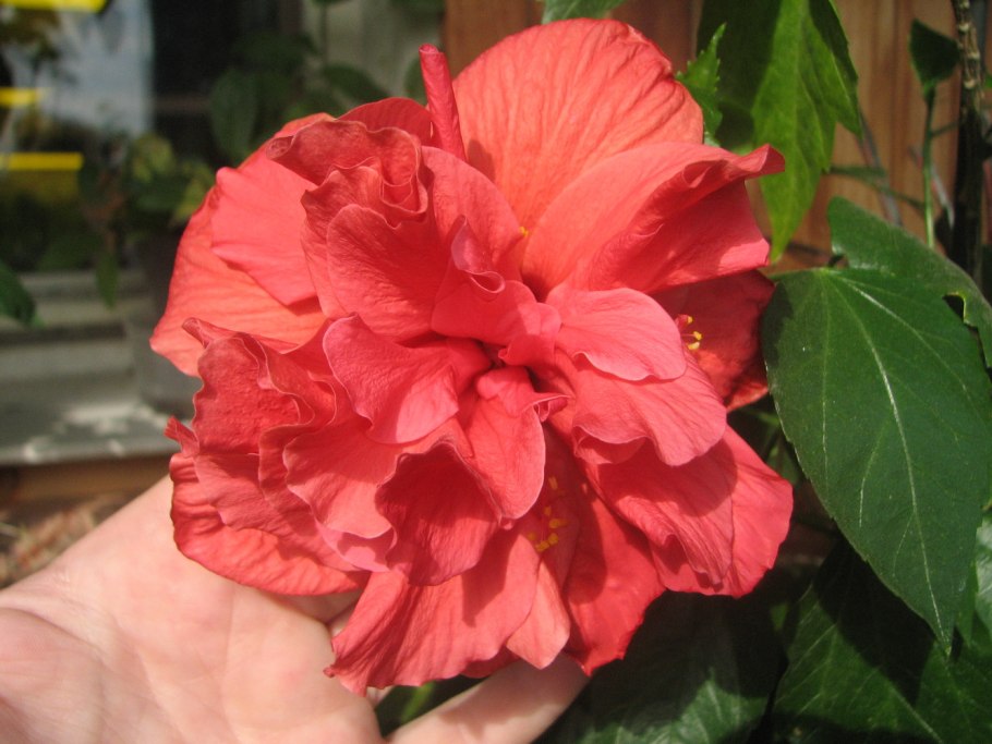 Гибискус Green Earth