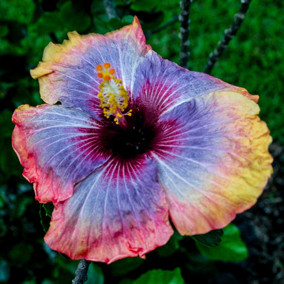 Гибискус Madeleine