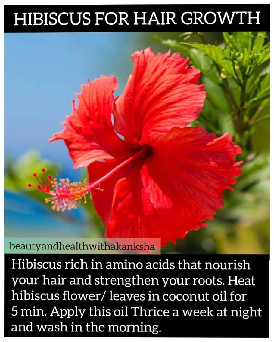 Гибискус Афина