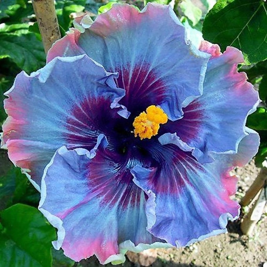 Hibiscus Dainty White