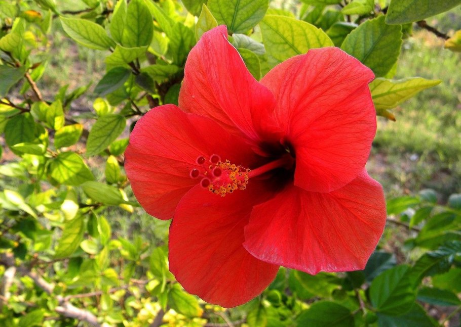 Что такое гибискус чем полезен