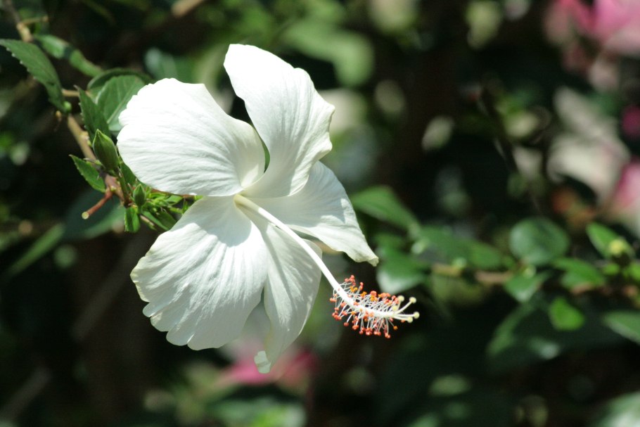 Хартробс гибискус