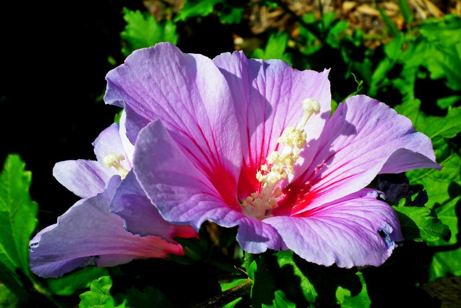 Гибискус гейша биколор