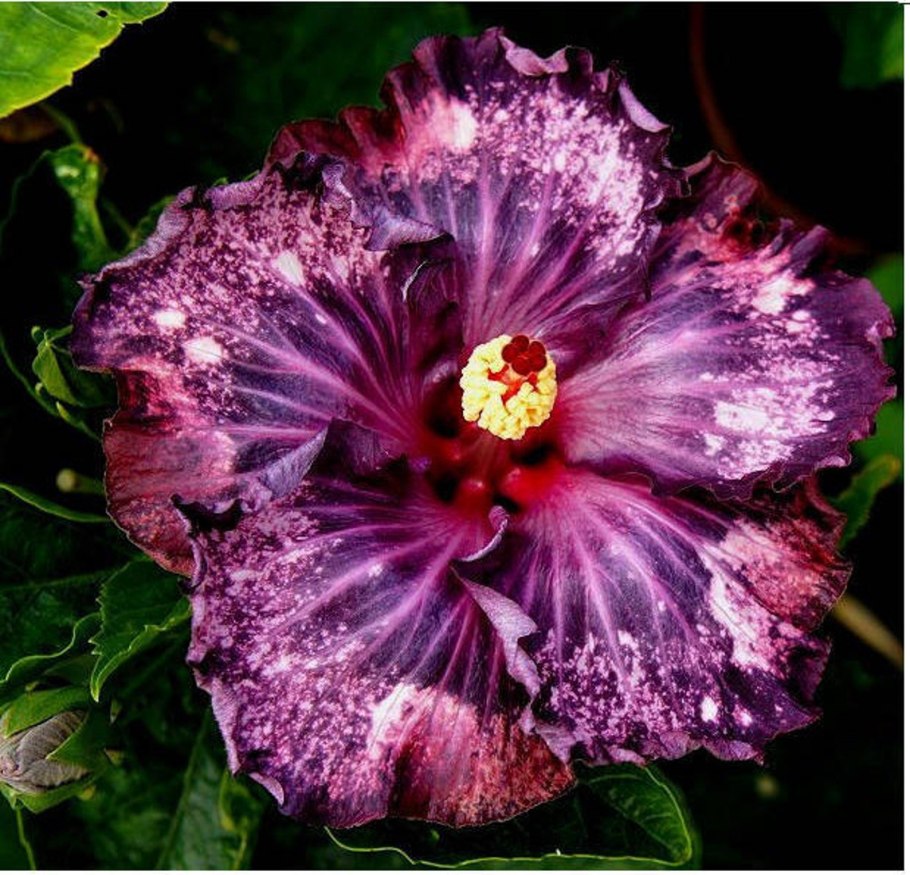 Гибискус китайский дерево