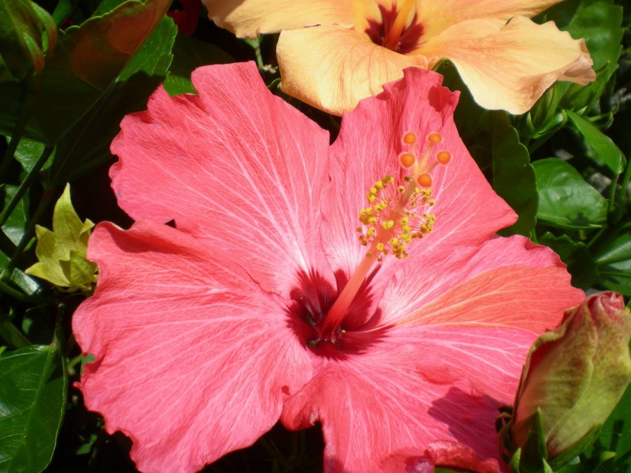 Гибискус садовый болотный