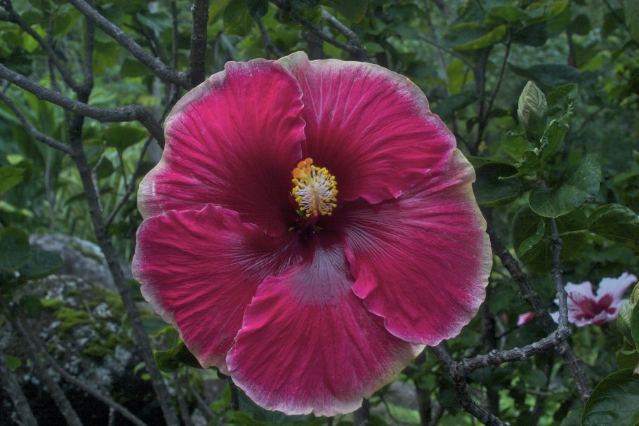 Гибискус Кардинал