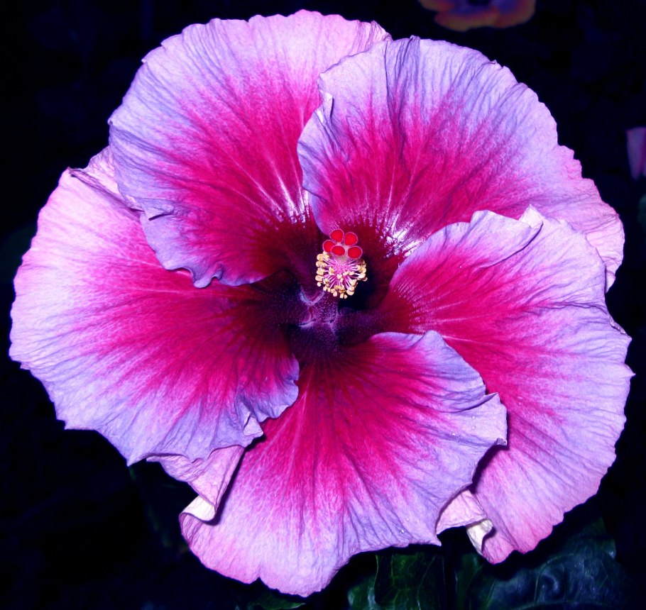 Гибискус Канарский