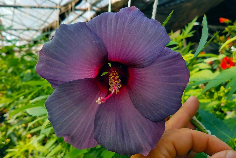 Флоридские гибискусы