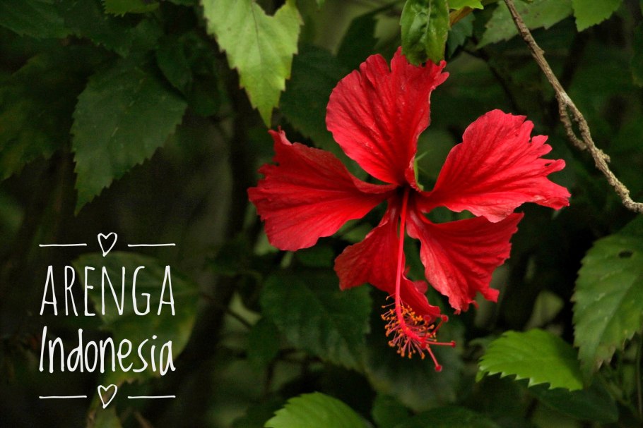 Гибискус мускусный