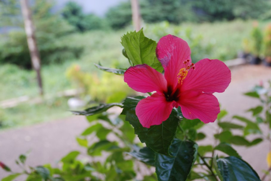 Гибискус ред Барон