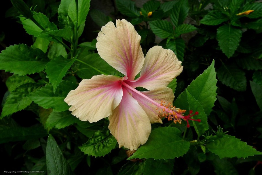 Бигуди BABYLISS Pro babts6gse