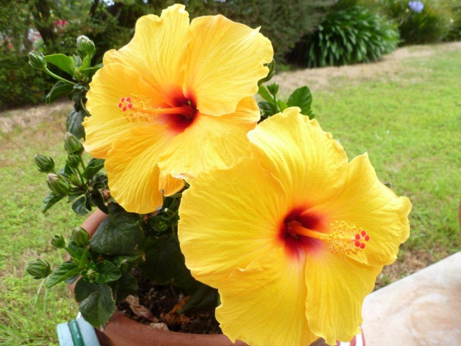 Гибискус саммер спайс