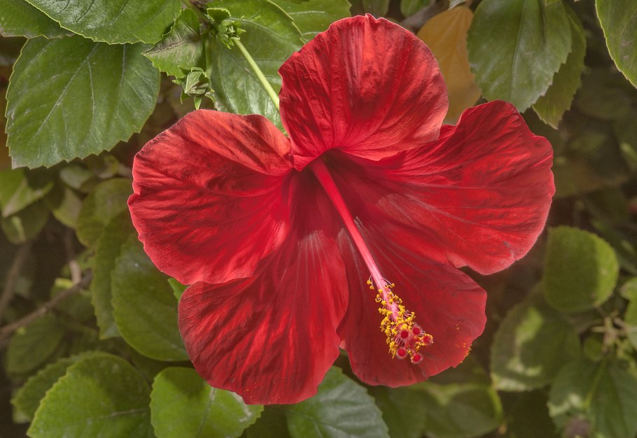 Гибискус болотный малиновый