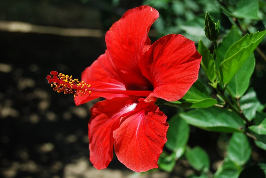 Taiwan Marilyn Monroe гибискус