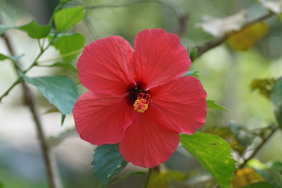 Гибискус grape Sorbet