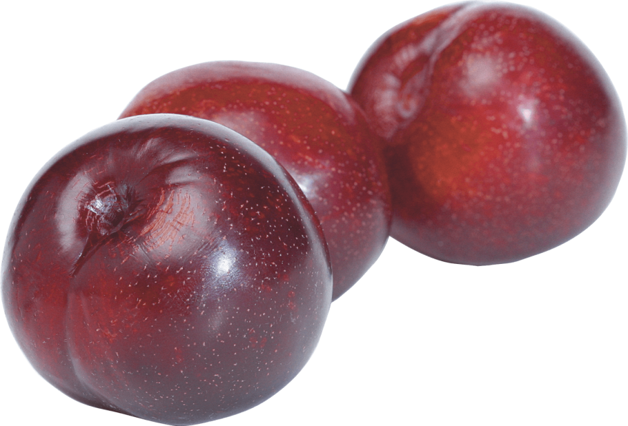 Слива русская (алыча) Клеопатра