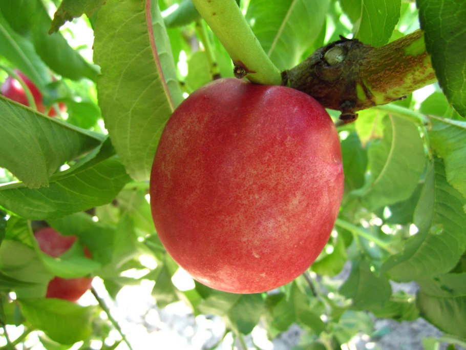 Шарафуга гибрид сливы нектарина и абрикоса