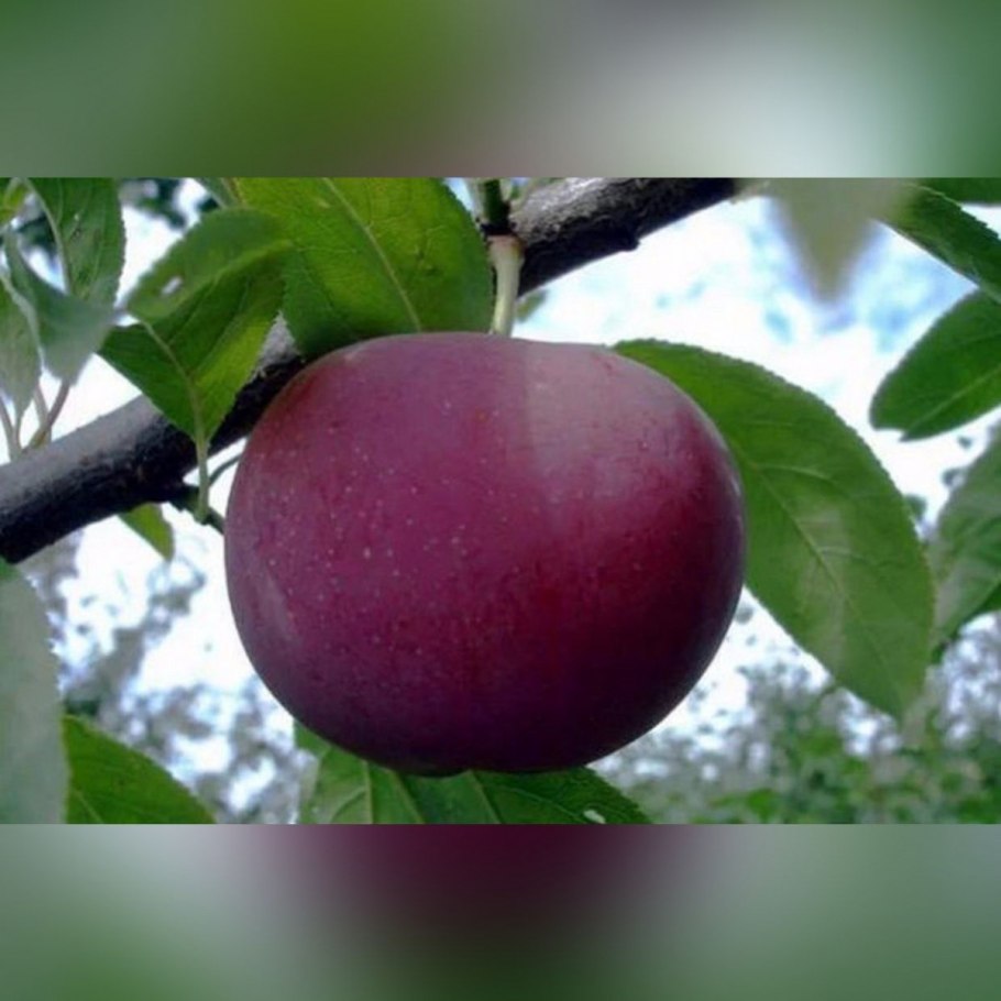 Слива Эмма Липперман